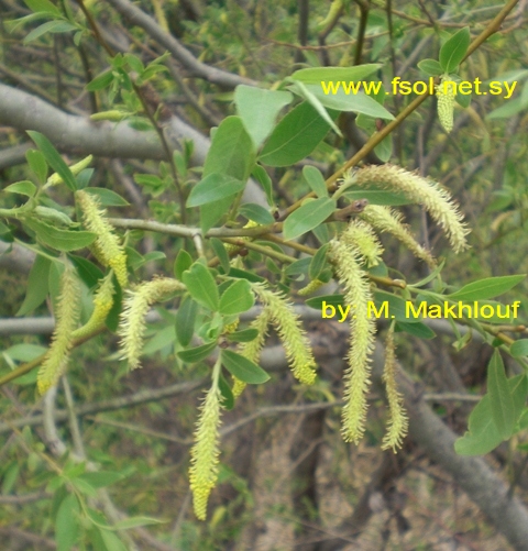 Salix alba  L